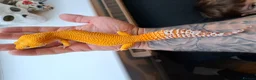 Leopard Gecko reptiles for sale: Giant sunglow male stunning gecko for sale  - Advert 3