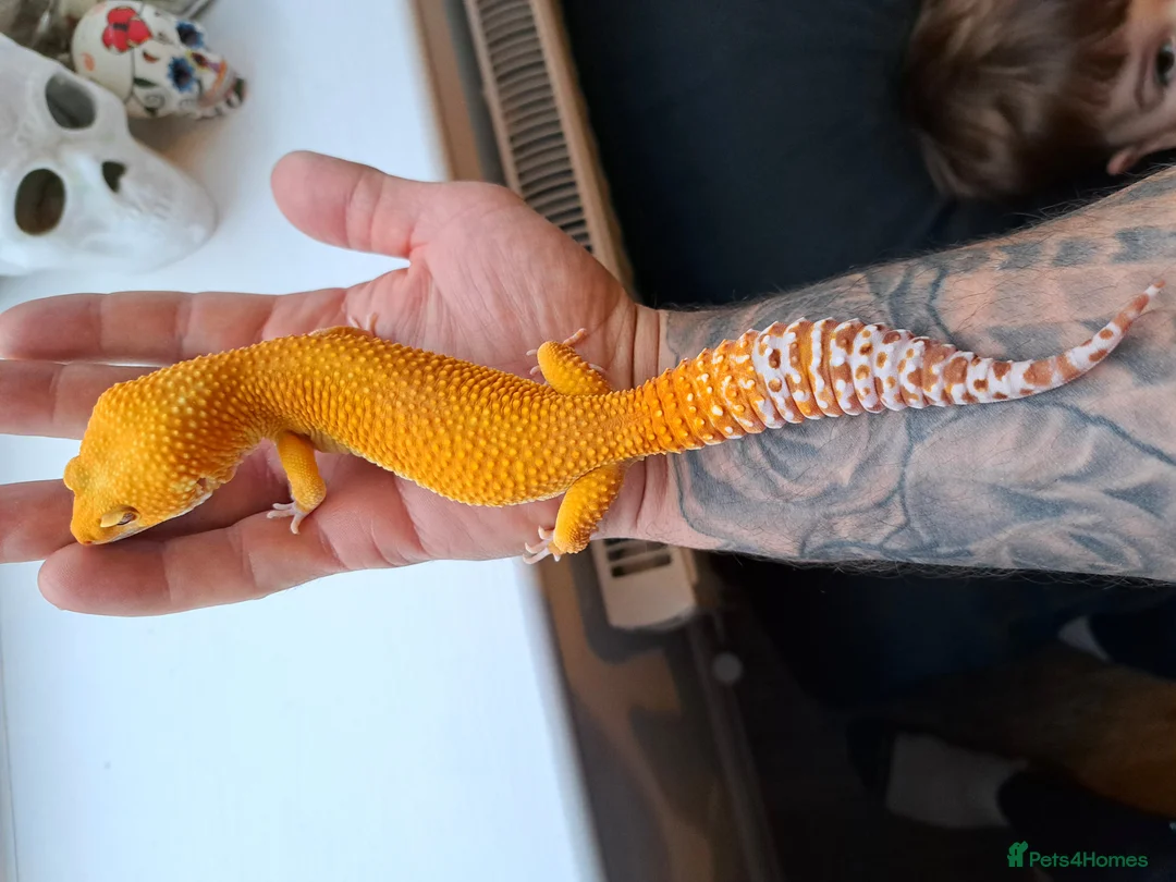 Leopard Gecko reptiles for sale: Giant sunglow male stunning gecko for sale  - Advert 3