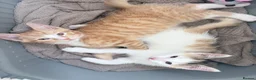 Mixed Breed cats for sale: Beautiful Kittens looking for Forever Homes 🐾 - Advert 12