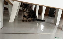 British Shorthair cats for sale: 3 kittens available - Image 5