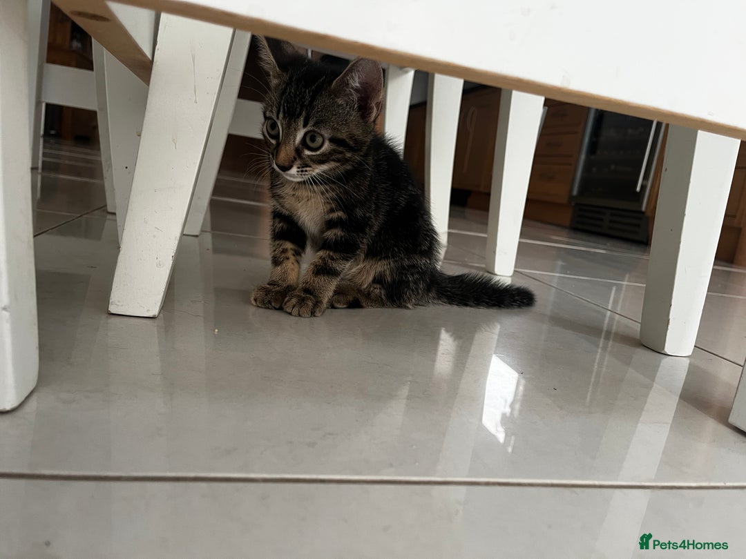 British Shorthair cats for sale: 3 kittens available - Image 5