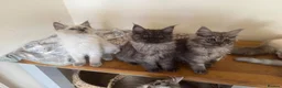 Ragcoon cats for sale: Cuteness Overload Incoming! Adorable Ragcoon Kitts - Advert 15