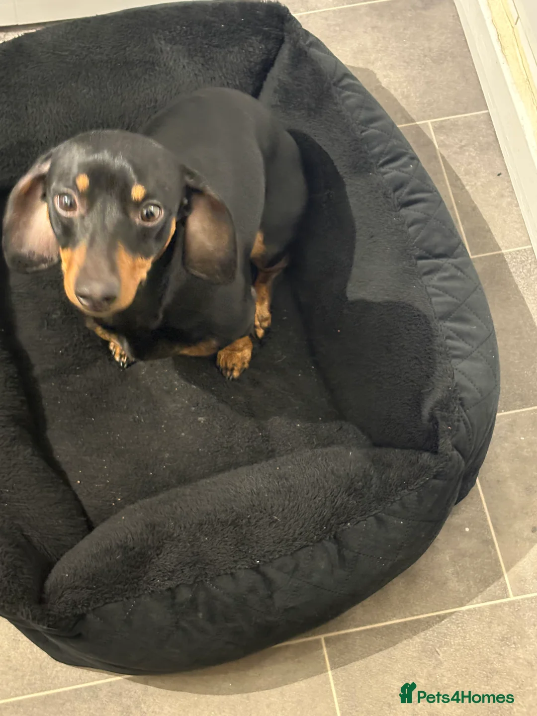 Dachshund dogs for sale: Rolo male dachshund age 3 - Advert 7