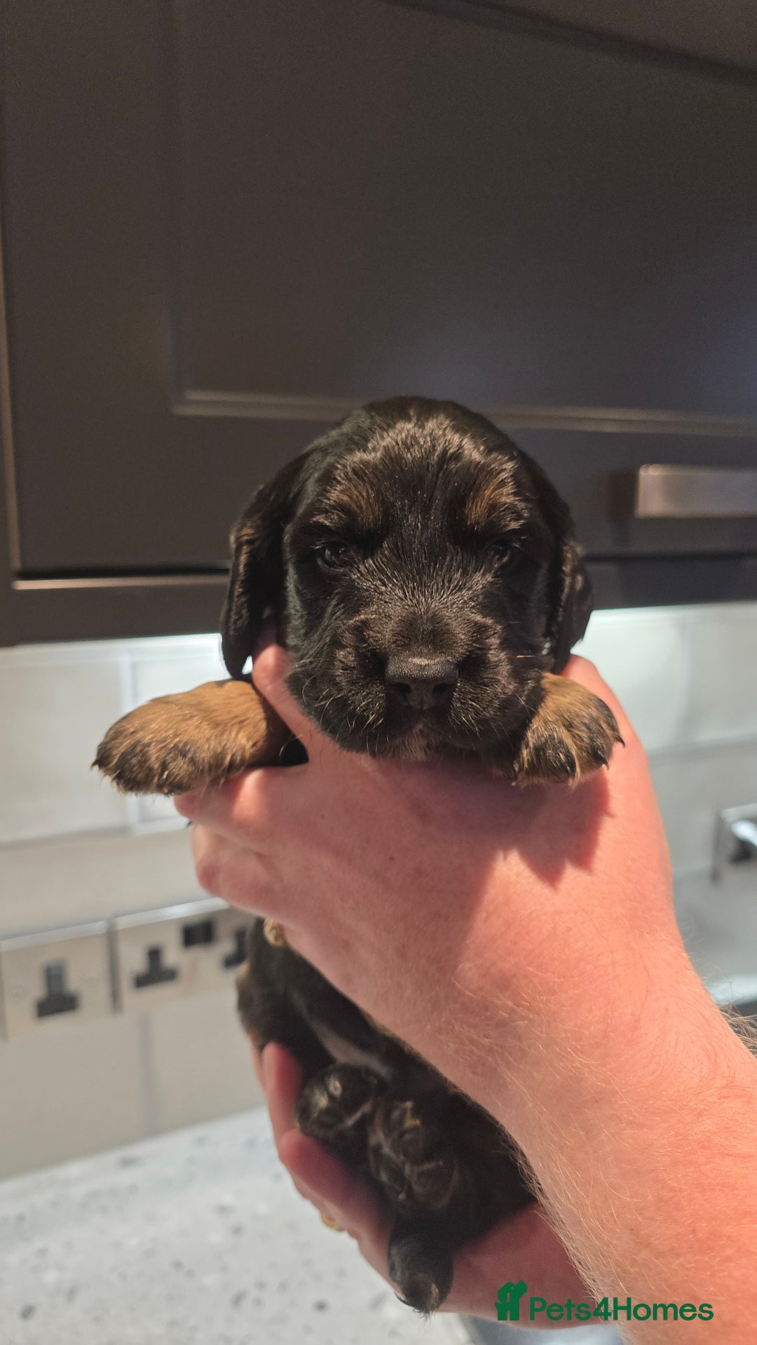 Cockapoo dogs for sale: Cockapoo Puppies - Image 1