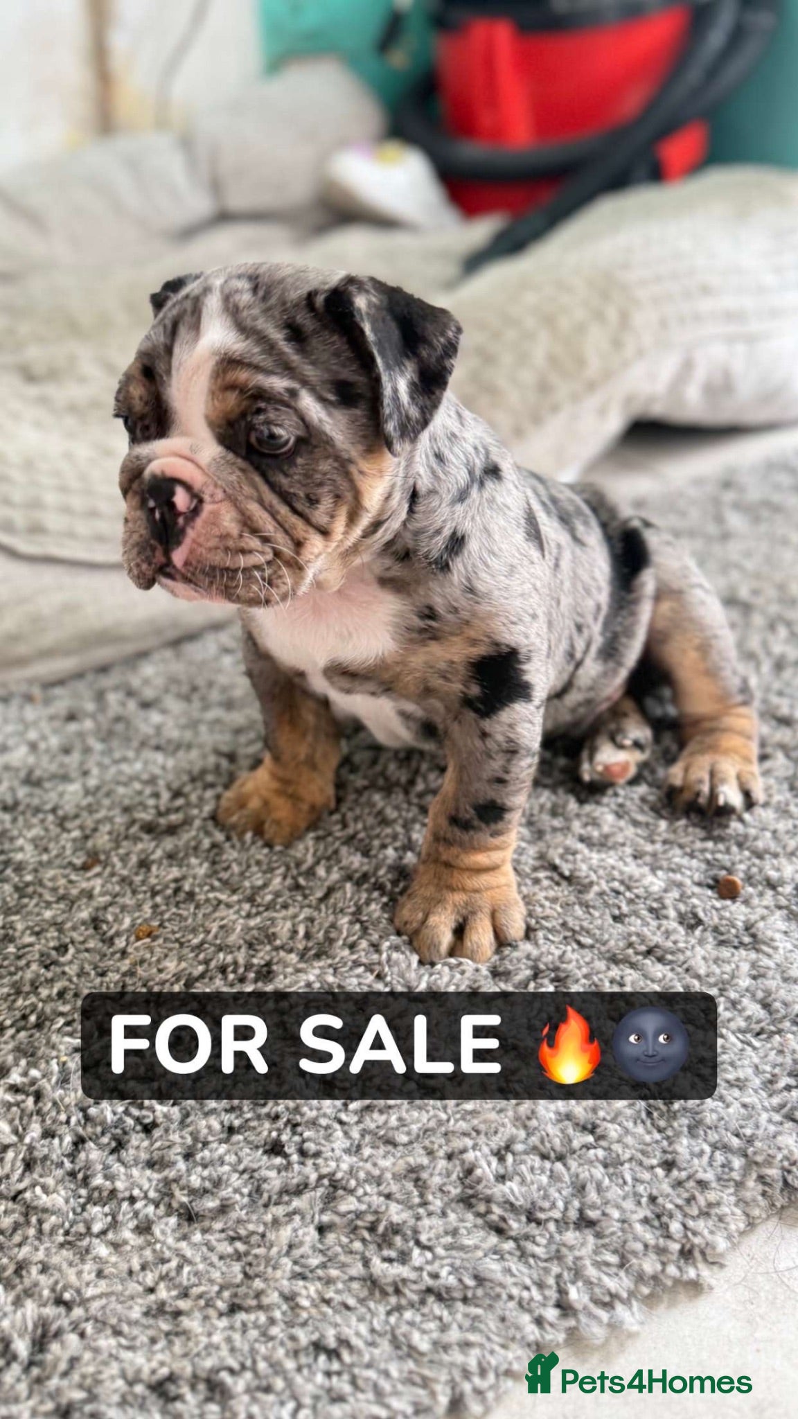 Olde English Bulldogge dogs LAST PUP OLD ENGLISH BULLDOG READY THIS WEEKEND OK - Advert 11