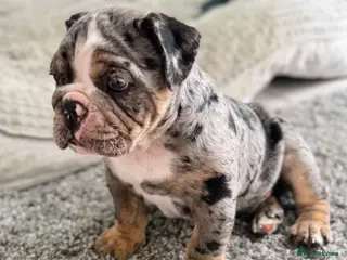 Olde English Bulldogge dogs LAST PUP OLD ENGLISH BULLDOG READY THIS WEEKEND OK - Advert 11