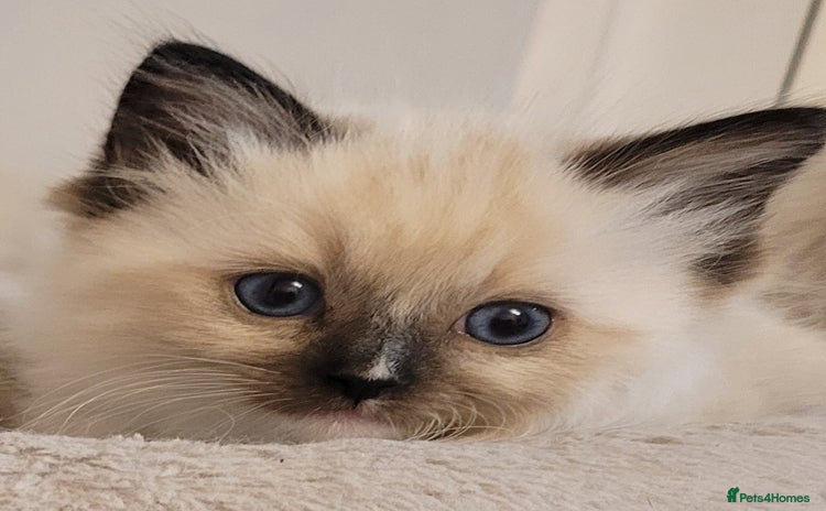 Ragdoll cats - Advert 7