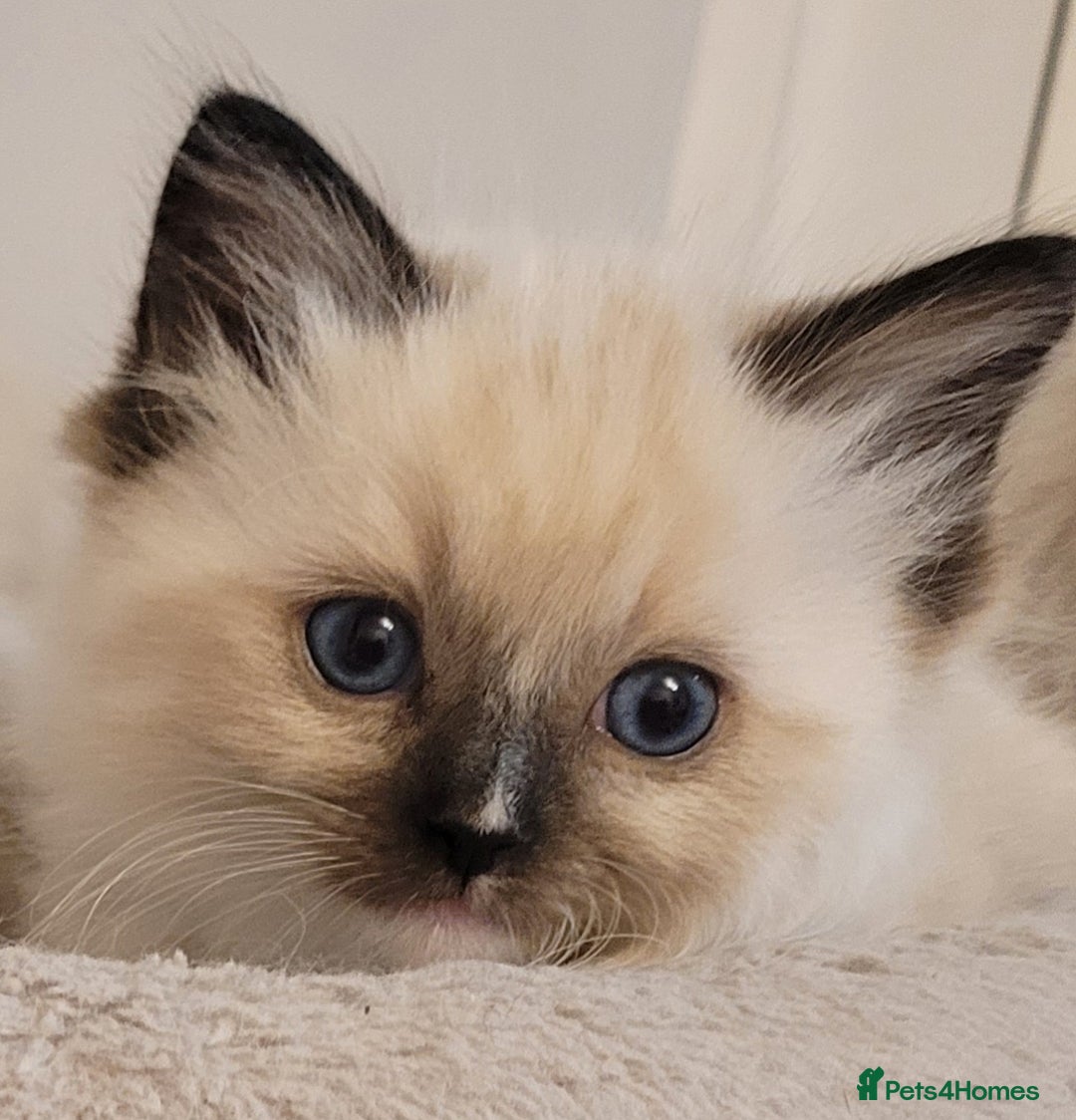 Ragdoll cats for sale: Beautiful Ragdoll kittens - Image 1
