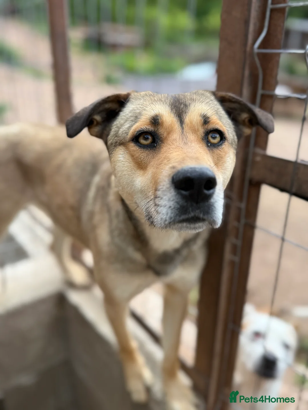 Mixed Breed dogs for adoption: Patty ❤️ - Advert 5