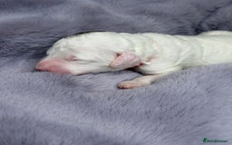 Bernedoodle dogs for sale: Miniature Bernedoodle Puppies - Image 31