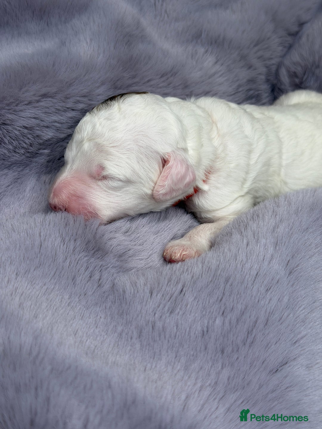Bernedoodle dogs for sale: Miniature Bernedoodle Puppies - Image 31