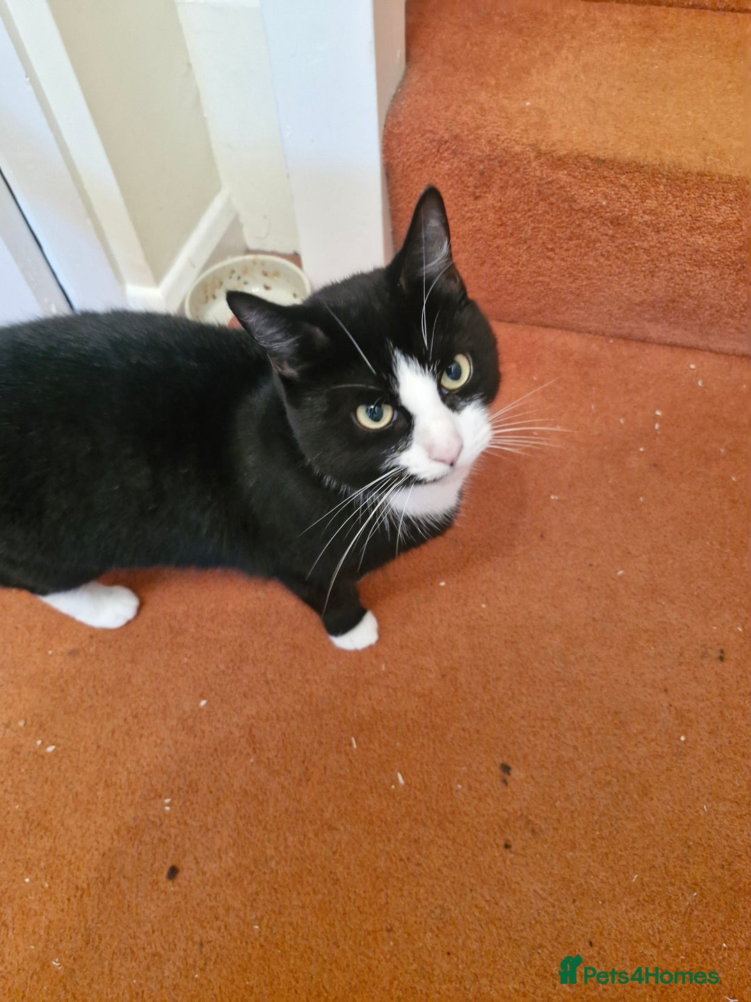 Domestic Shorthair cats for sale: 2 years old girl cat needing a new home  - Image 2