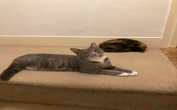 British Shorthair cats for sale: Misty & Bella - Image 7