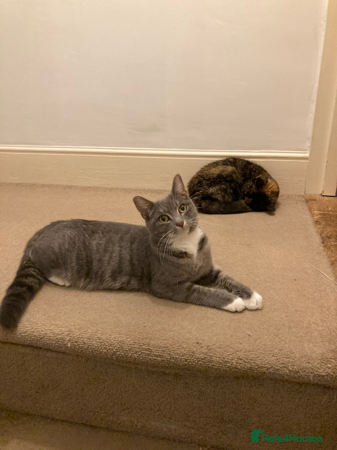 British Shorthair cats for sale: Misty & Bella - Image 7
