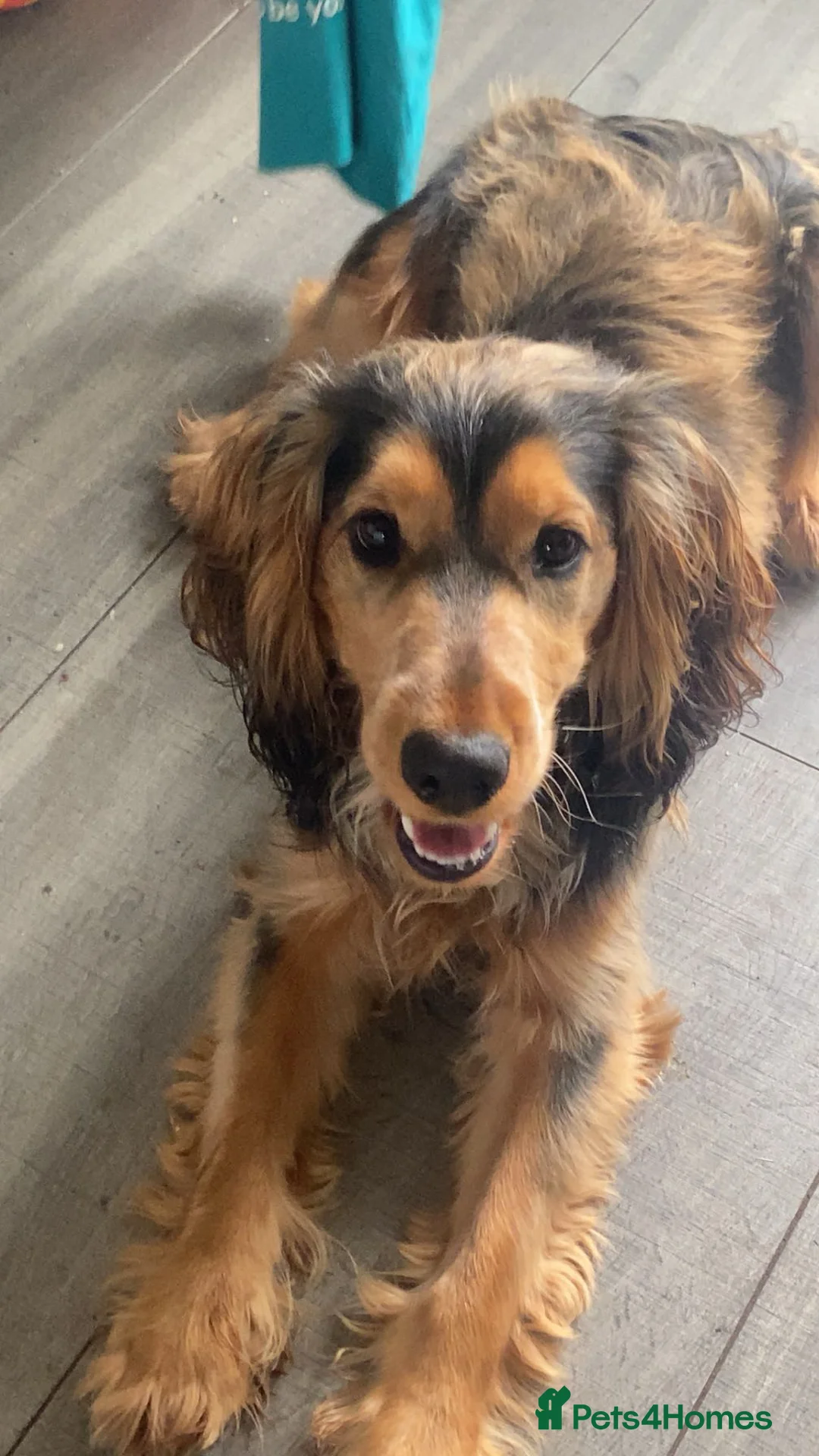 Cocker Spaniel dogs for stud: Show type Cocker Spaniel for Stud - Advert 3