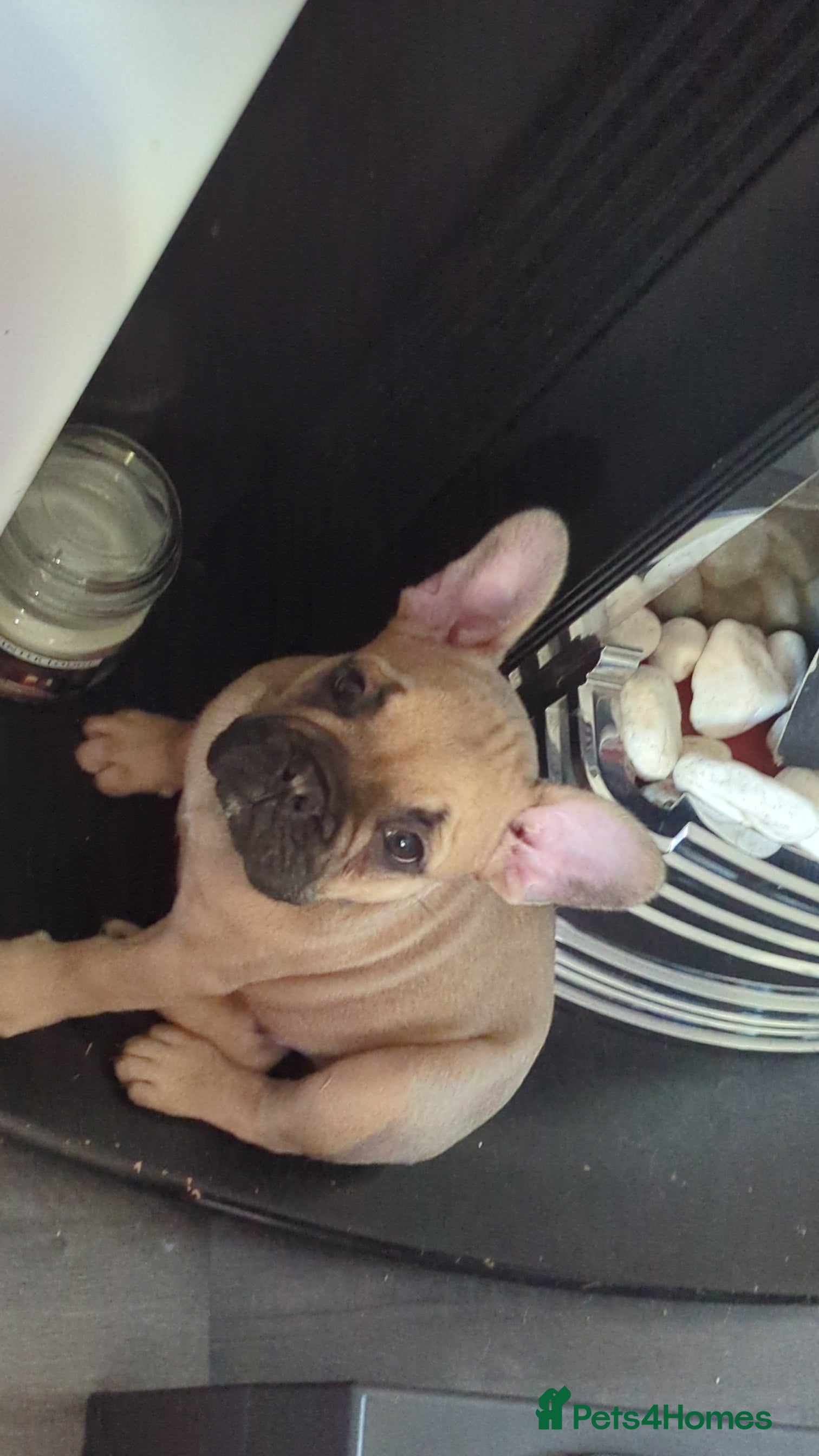 French Bulldog dogs French bulldog puppies for sale - Advert 2