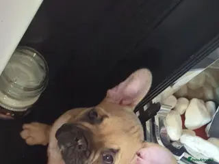 French Bulldog dogs French bulldog puppies for sale - Advert 1