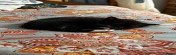 Mixed Breed cats for sale: 1/2 Maine coon kittens x5  - Advert 7