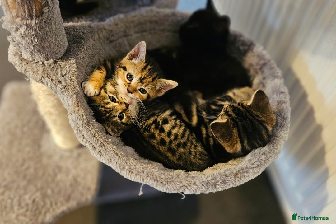 Mixed Breed cats for sale: 6 kittens for sale - Advert 10