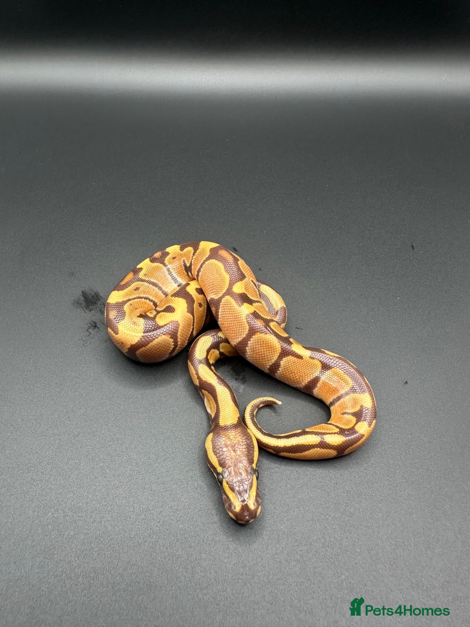 Python Snake reptiles Stunning Baby Ball Pythons!  - Advert 1