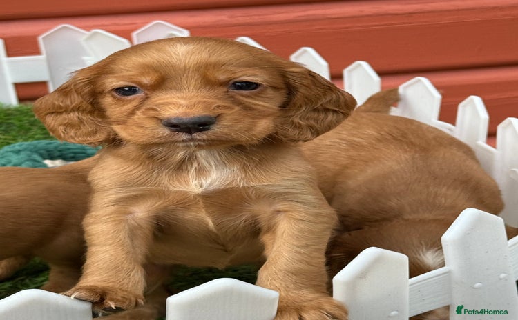 Cocker Spaniel dogs - Advert 11