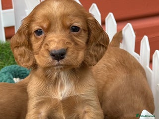 Cocker Spaniel dogs - Advert 3