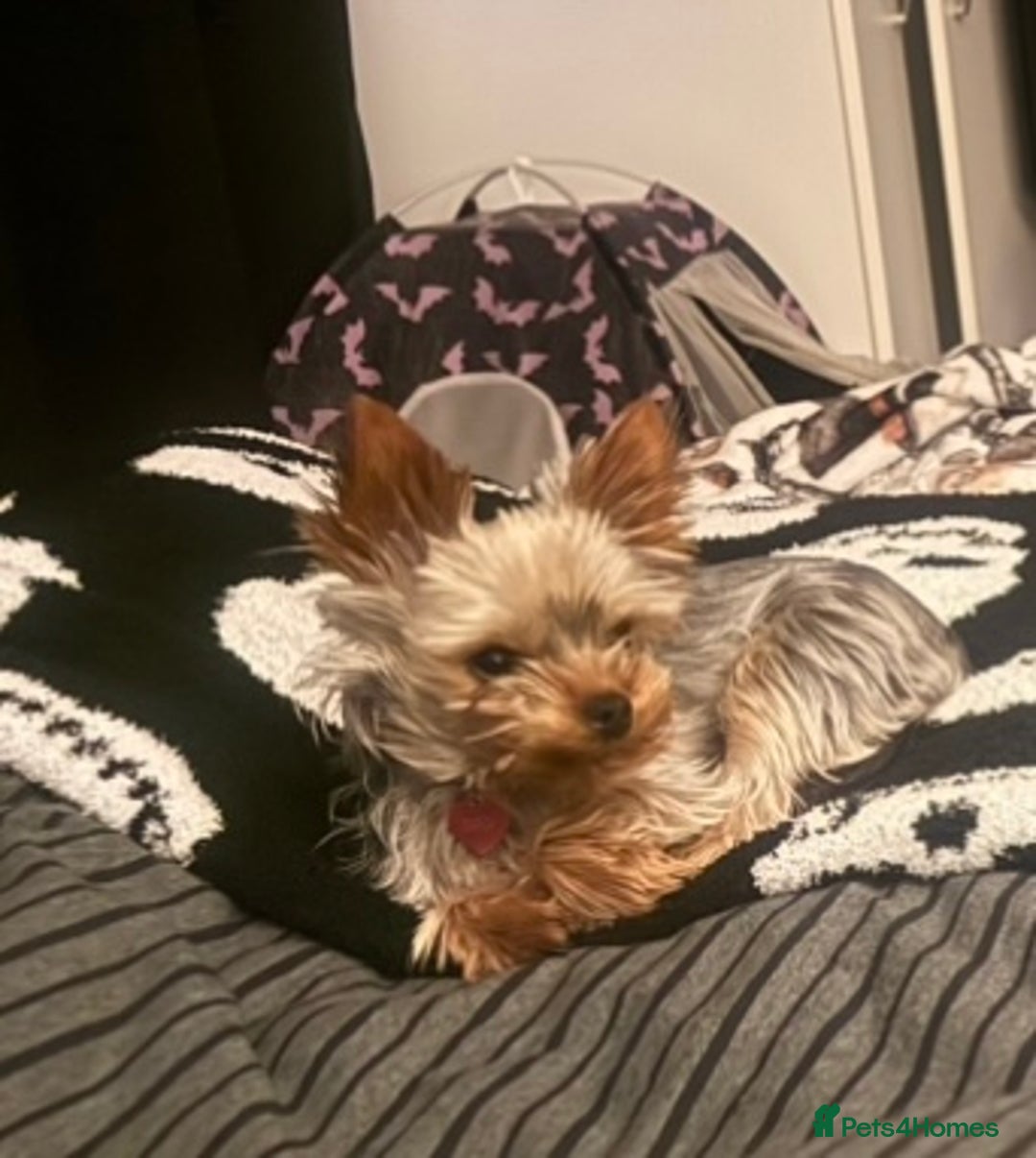 Yorkshire Terrier dogs for sale: 2 year old miniature Yorkshire terrier - Image 2