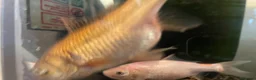 Goldfish fish for sale: 3 gold fish in London - Advert 6