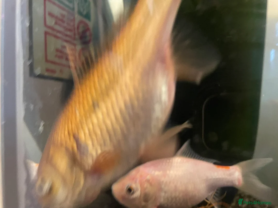 Goldfish fish for sale: 3 gold fish in London - Advert 6