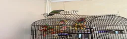 Conures birds for sale: Conure hand time - Advert 1