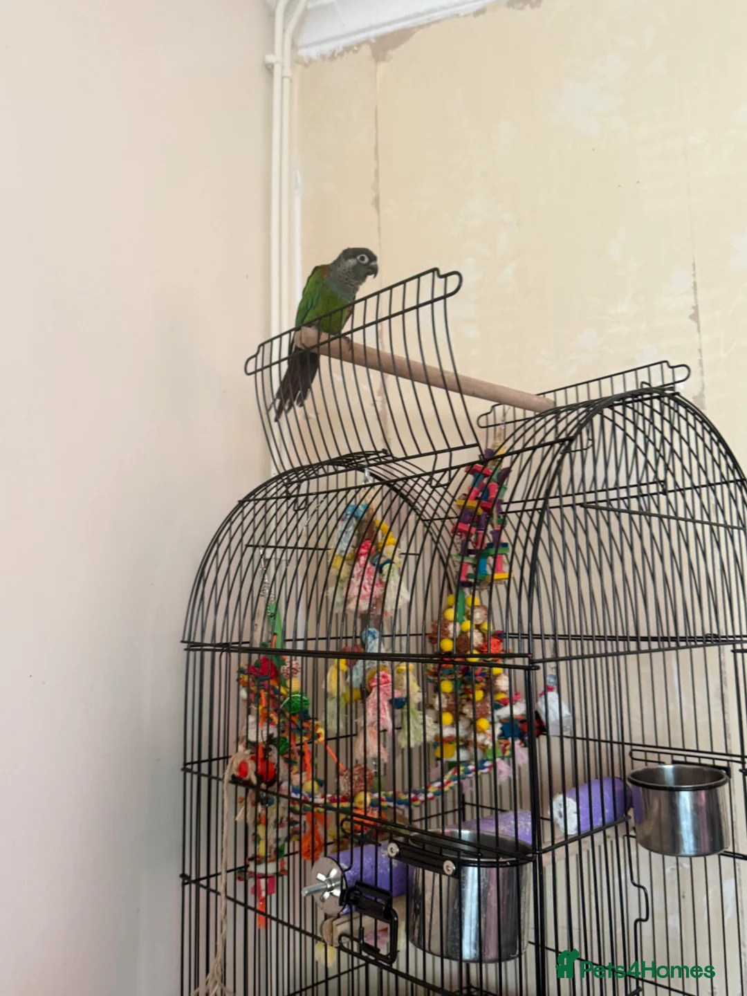 Conures birds for sale: Conure hand time - Advert 1