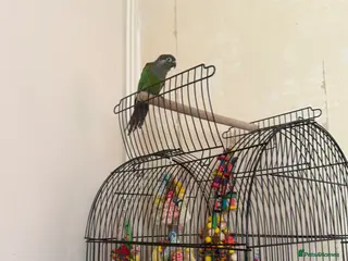 Conures birds Conure hand time - Advert 17