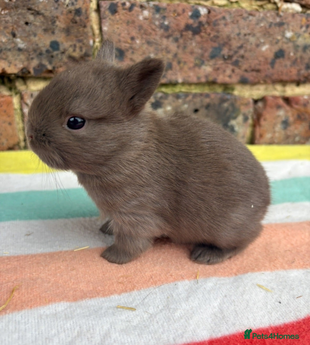 Netherland Dwarf rabbits White, Chocolate & Blue Netherland Dwarf Bunnies  - Advert 18