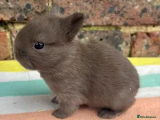 Netherland Dwarf rabbits White, Chocolate & Blue Netherland Dwarf Bunnies - Advert 18