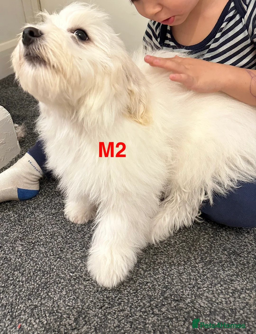 Bichon Frise dogs for sale: 2 Little puppies Bichon frise - Advert 4