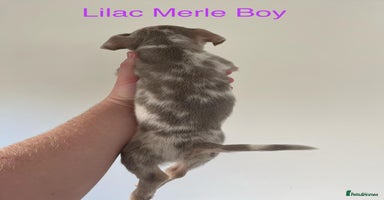 Jack Russell dogs 🌈 Jack Russells 🌈 - Advert 9