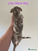 Jack Russell dogs 🌈 Jack Russells 🌈 - Advert 9