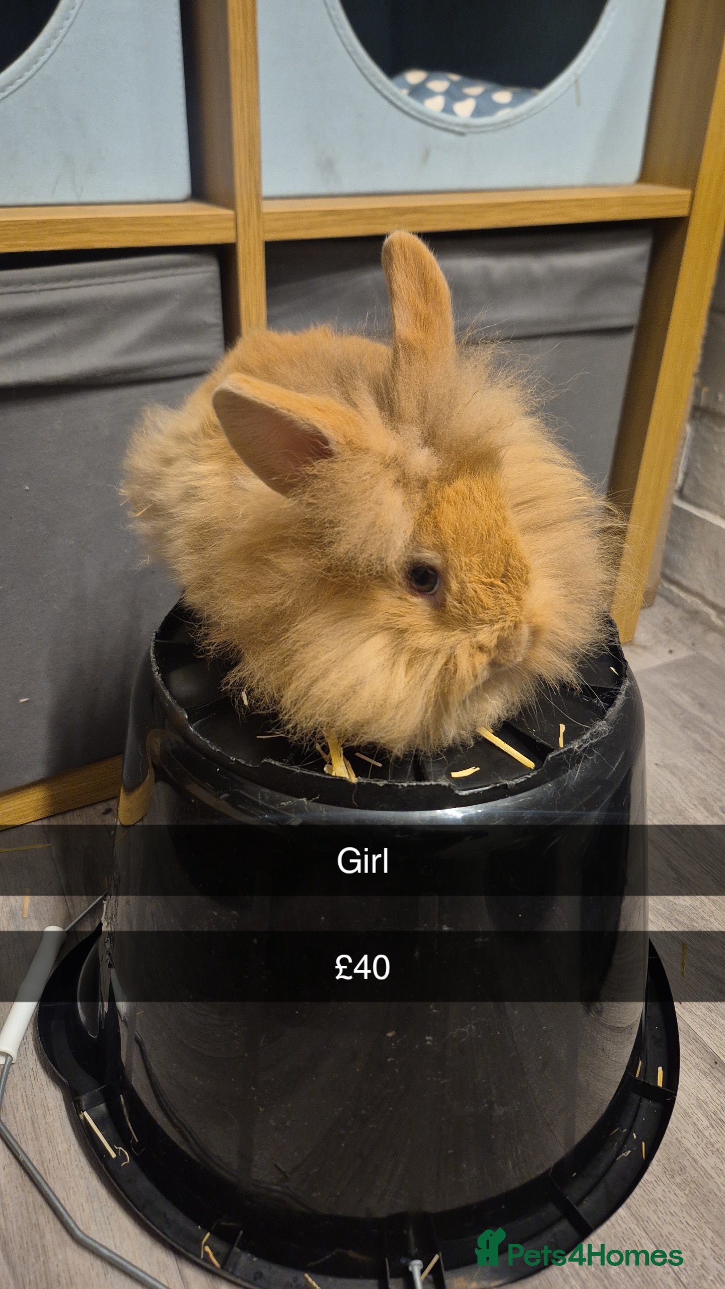 Lionhead rabbits Lionhead Baby Rabbits 8 weeks (Friendly) - Advert 7