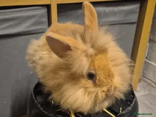 Lionhead rabbits Lionhead Baby Rabbits 8 weeks (Friendly) - Advert 7