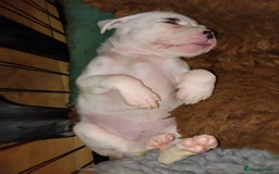 Boxer dogs for sale: Beautiful litter of six - Advert 16