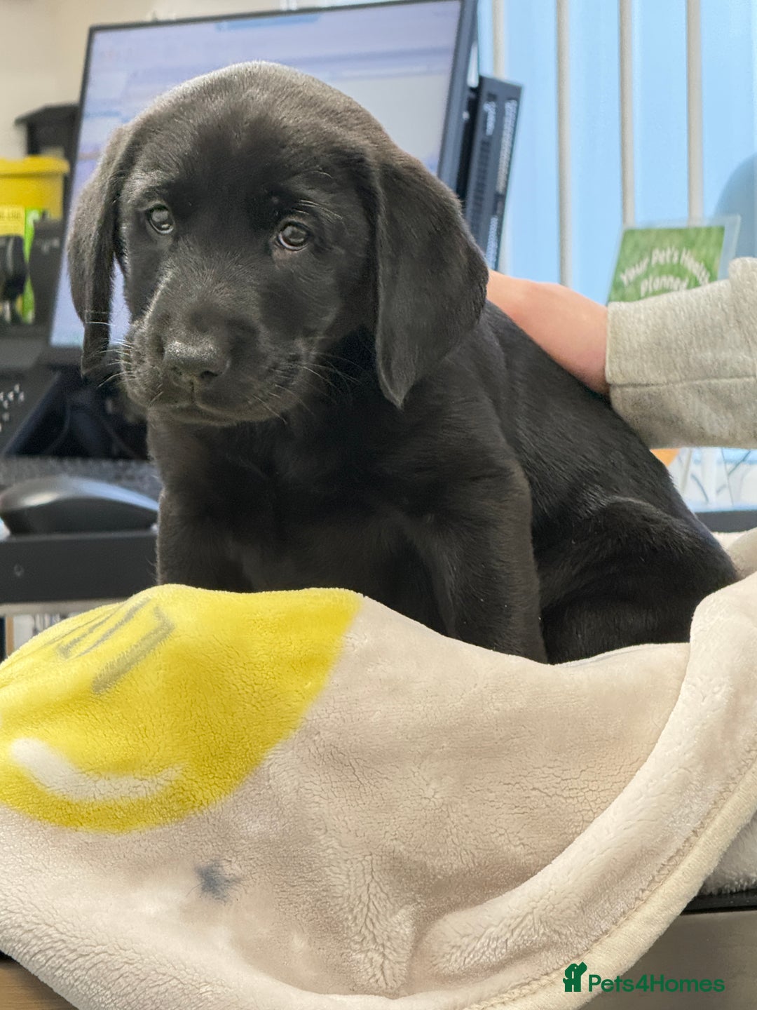 Labrador Retriever dogs for sale: Labrador puppies ready to go now Last pup left  - Advert 4
