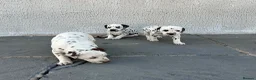 Dalmatian dogs for sale: Dalmatian beautiful - Advert 30