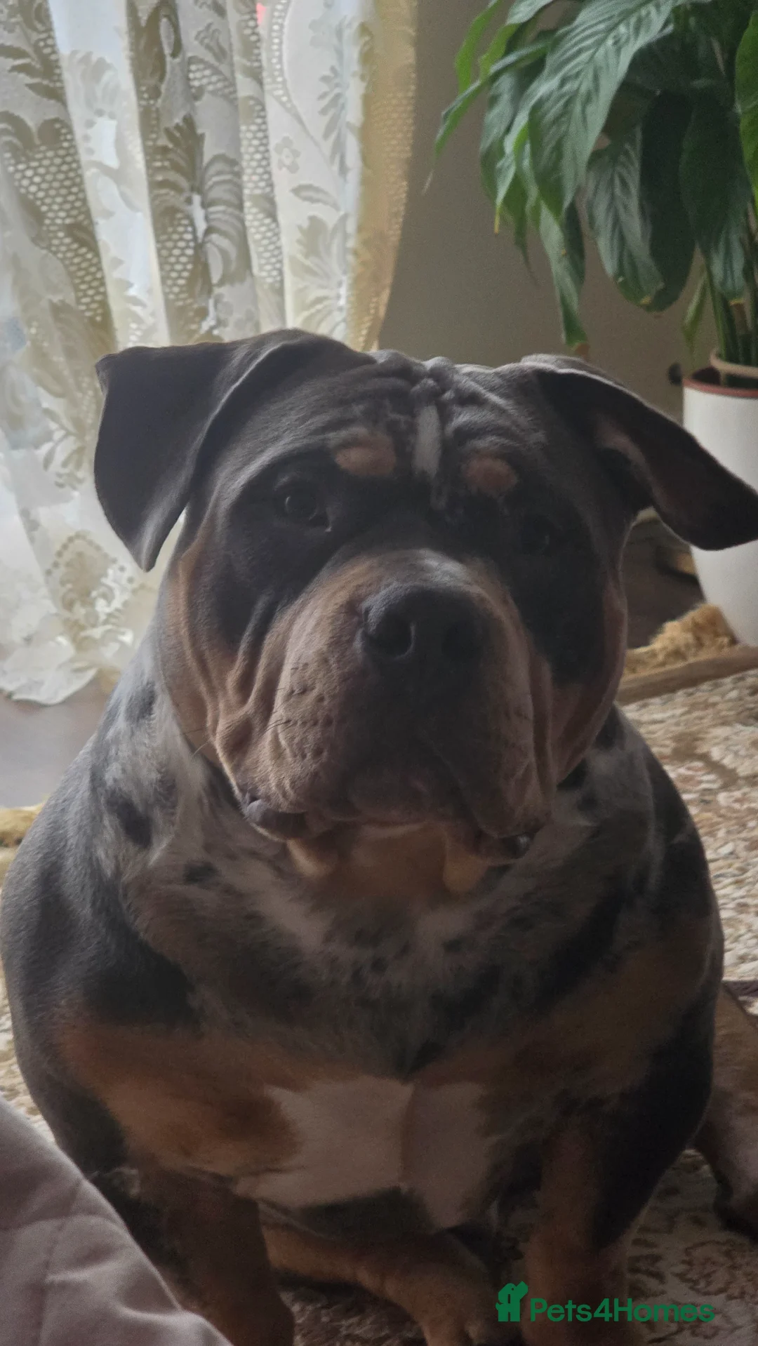 American Bully dogs for stud: Pocket Bully Stud – Blue Tri – El Toro Line - Advert 2