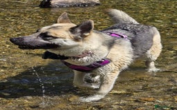 Shepsky dogs for sale: jinx  - Image 5
