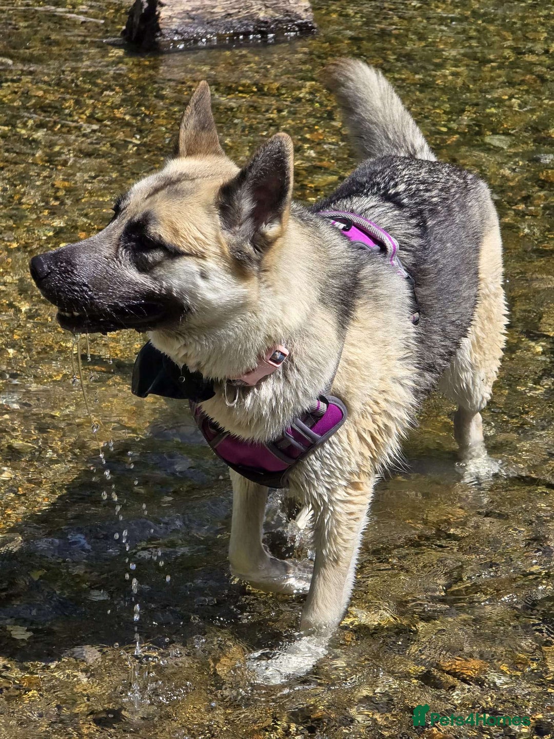 Shepsky dogs for sale: jinx  - Image 5