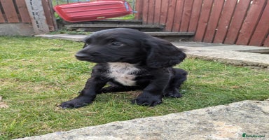 Cocker Spaniel dogs - Advert 9