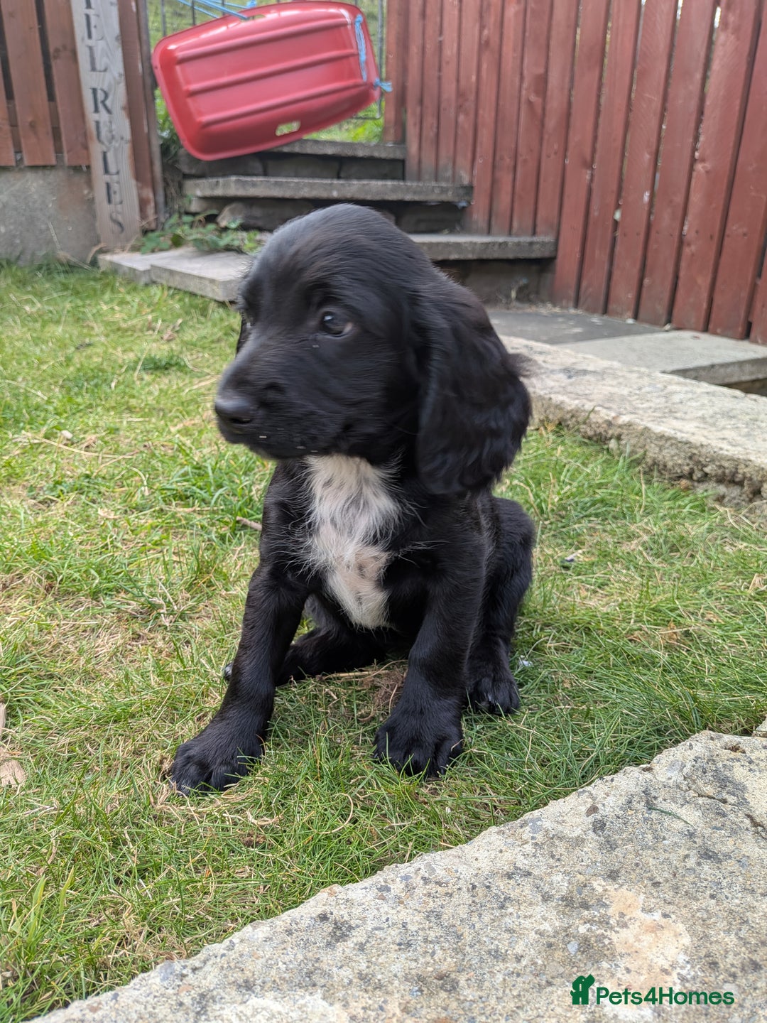 Cocker Spaniel dogs for sale: Cocker spaniel puppies  - Image 3