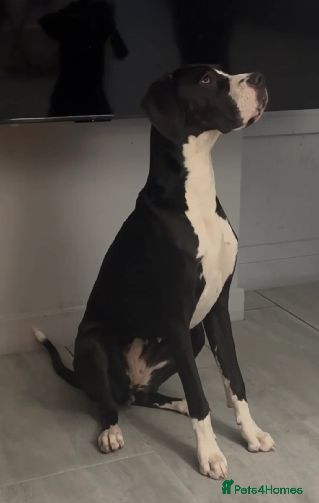 Great Dane dogs for sale: 🏡 Beautiful 13-Month-Old Mantle Great Dane 🤍🖤 - Advert 8