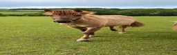 Dartmoor horses for sale: Dartmoor Hill Pony Filly yearling Red Dun - Advert 3