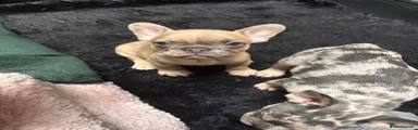 French Bulldog 5